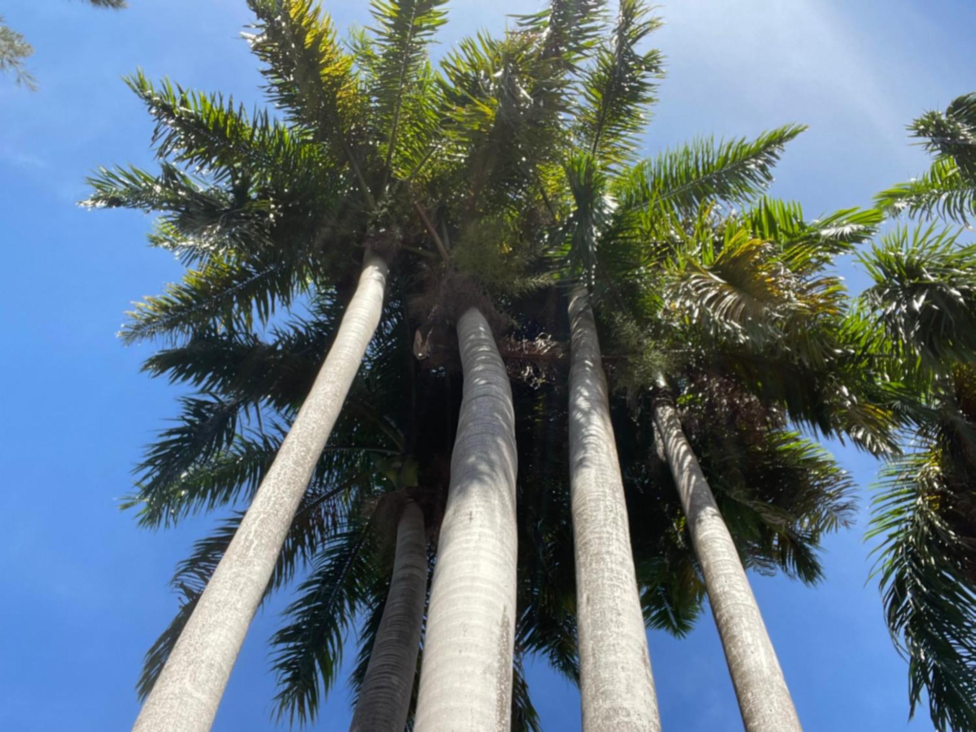 Peaceful Palms Montego Bay Hotel Luaran gambar